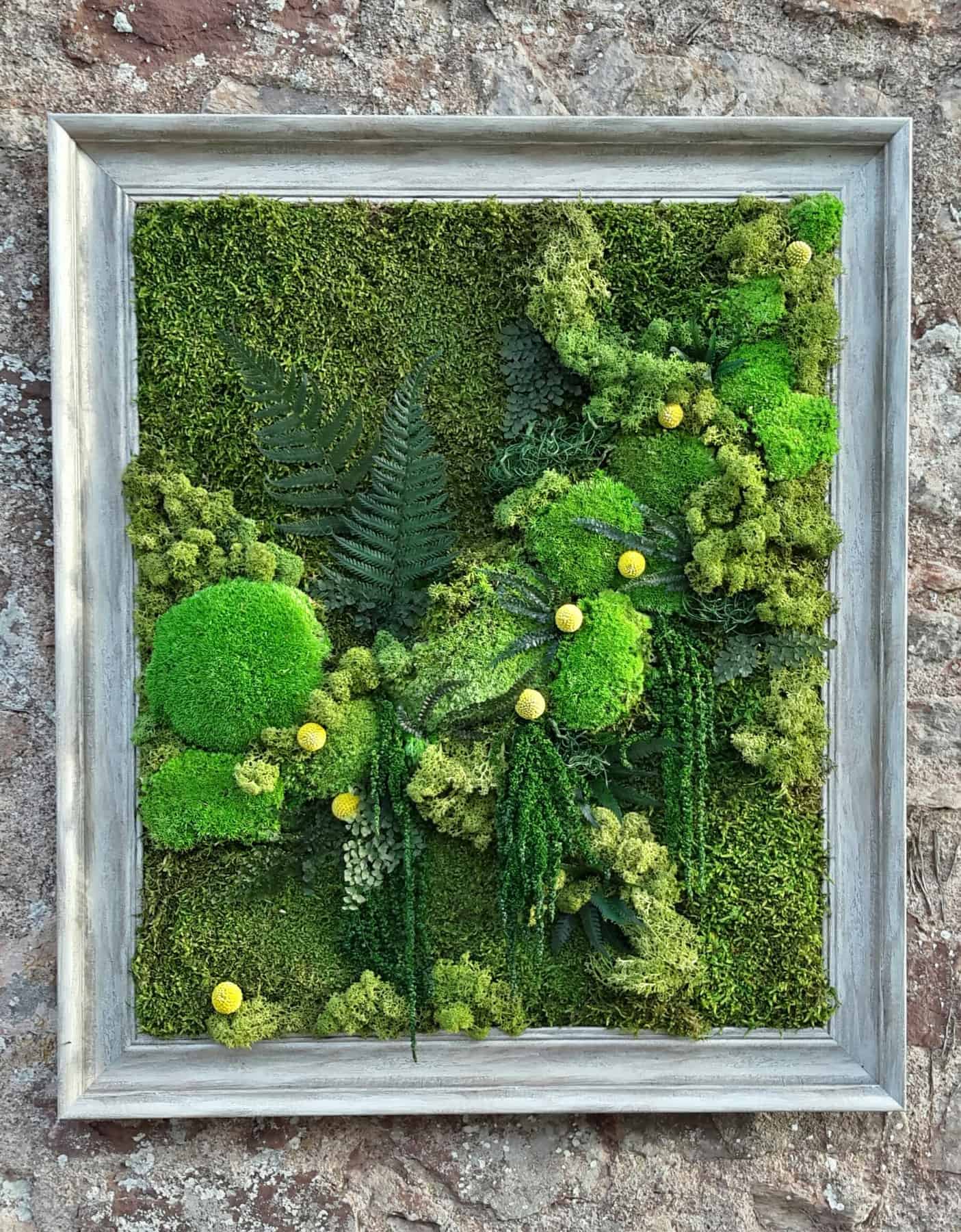 preserved moss wall art