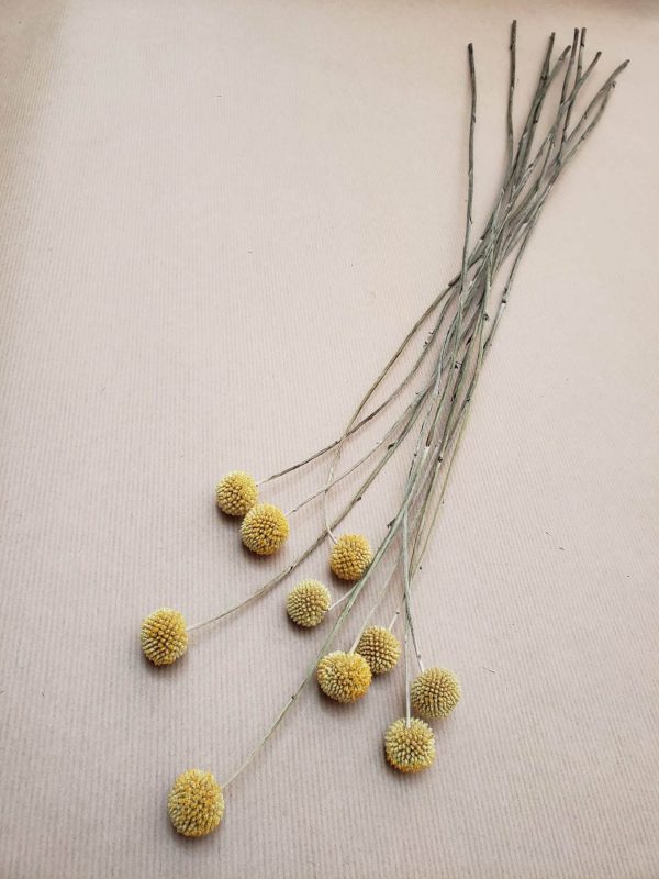 dried flowers-yellow craspedia-gift flowers-torquay-paignton-brixham-torbay-florist