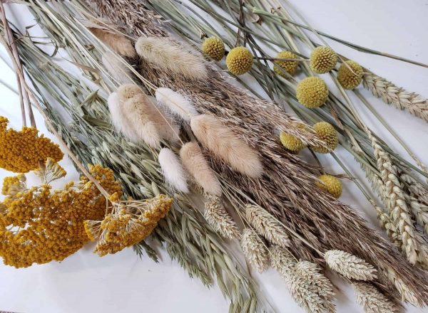 dried flowers by post-nationwide-pampas grass-bunny tails-florist-torbay