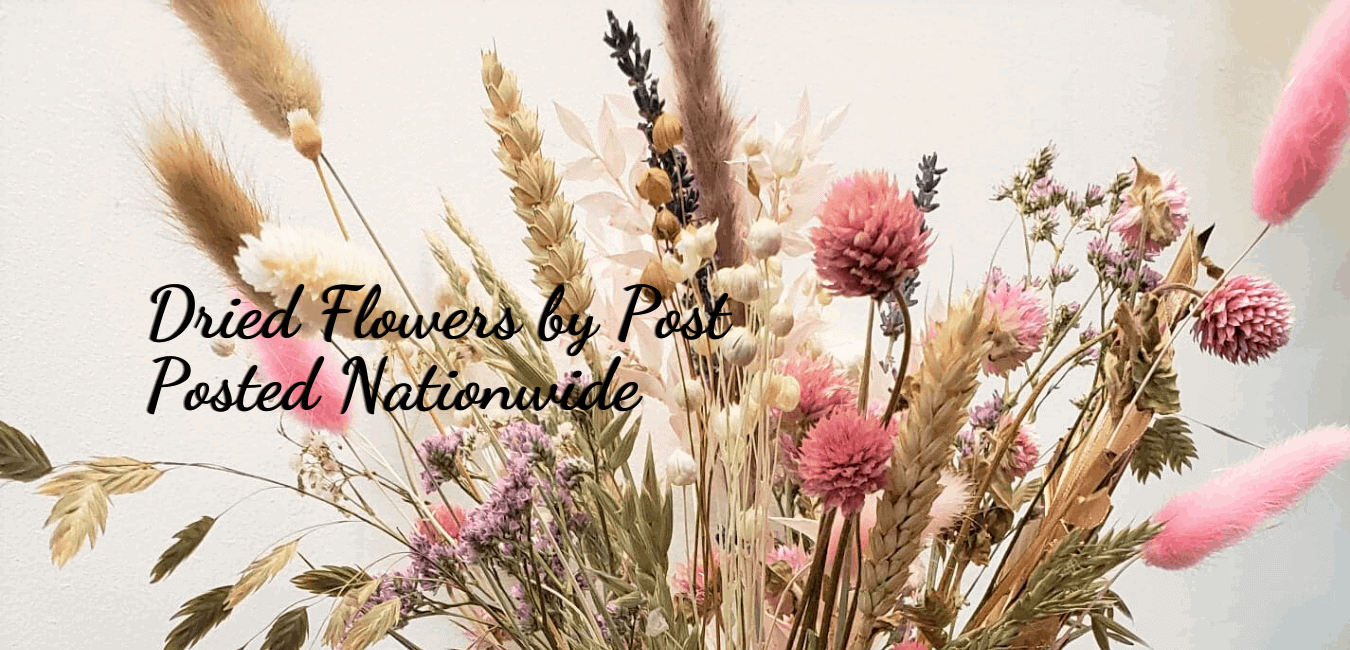 dried flowers-bunny tails-pampas grass-flower gifts-flowers by post