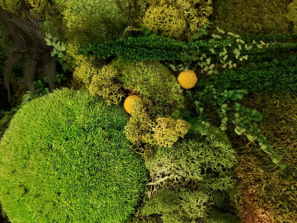 preserved moss wall art
