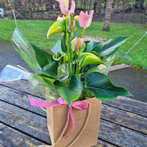 anthurium --joli peach-houseplant-mothers day flowers-gift for mum